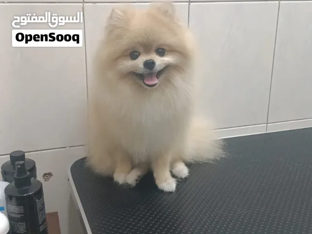 كلب نظيف ومدرب ولديه شهاده صحيه