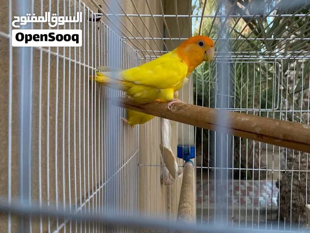 السلام عليكم ورحمة الله وبركاته جوز روز اورنج دم صافي للبيع كوبيه مصوقره المكان مصراته السعر ساوم