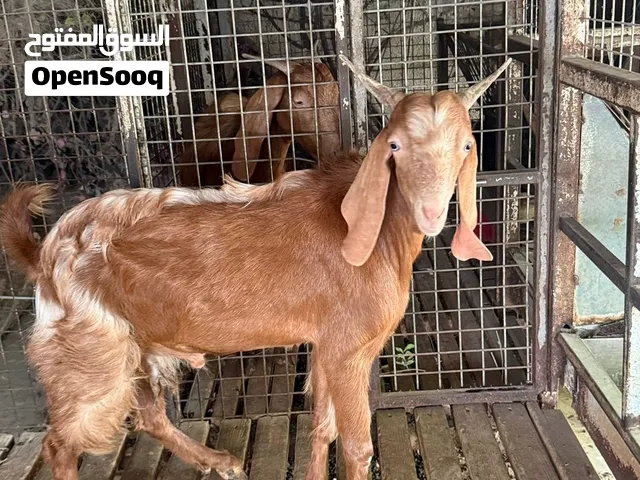 Damascus goat