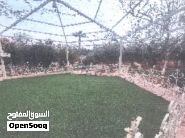 برسيم للبيع سباني