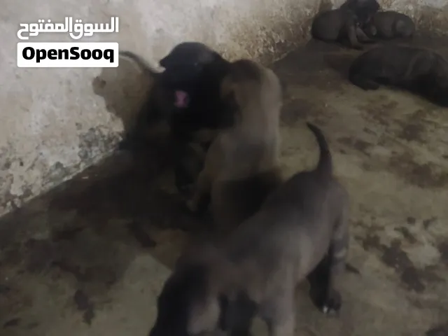 جراء بلجم مالينوا للبيع