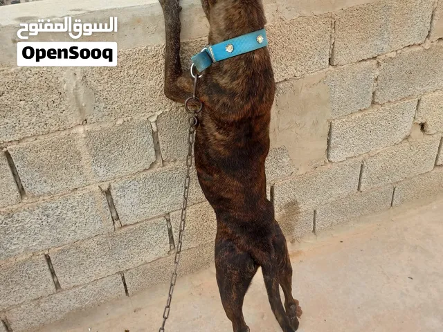هذا الكلب ينتمي إلى فئة كلاب الماستيف والبولدوج، وتحديداً يظهر بخصائص وسلالة تُشبه إلى حد كبير كلاب