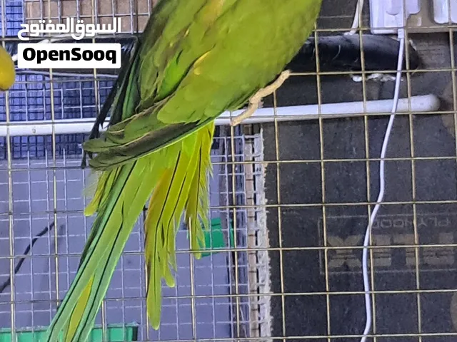 ذكر متو اخضر