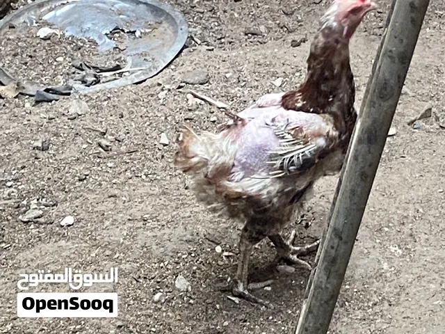 3دجاجات عرب بياضات للبيع وحدة ام ركيبة وحدة كويتية وحدة عربية عادية