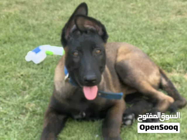 اعلئ سعر بايع مستعجل