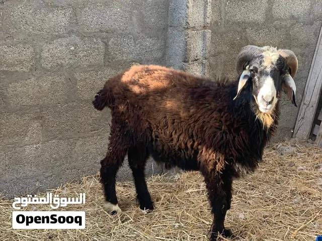 كبش تبارك الله مد و شور