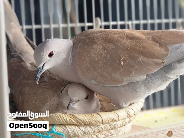 طيور معروظة متوفرة حاليا