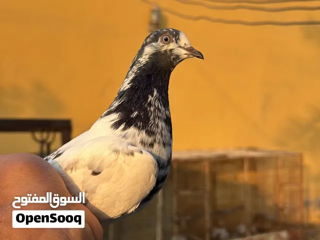 حمام بكستاني