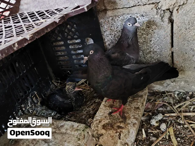 اقرى الوصف قبل لا تراسل