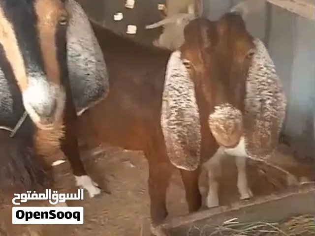 أغنام بلدي للبيع الحق ما تلحق