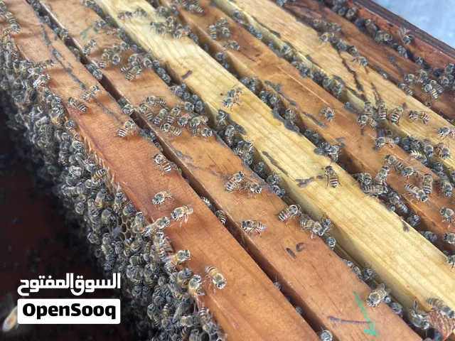 خلايا نحل للبيع