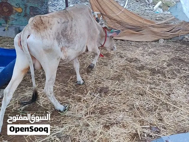 للبيع بقره عشار يعلم الله ف شهر 5