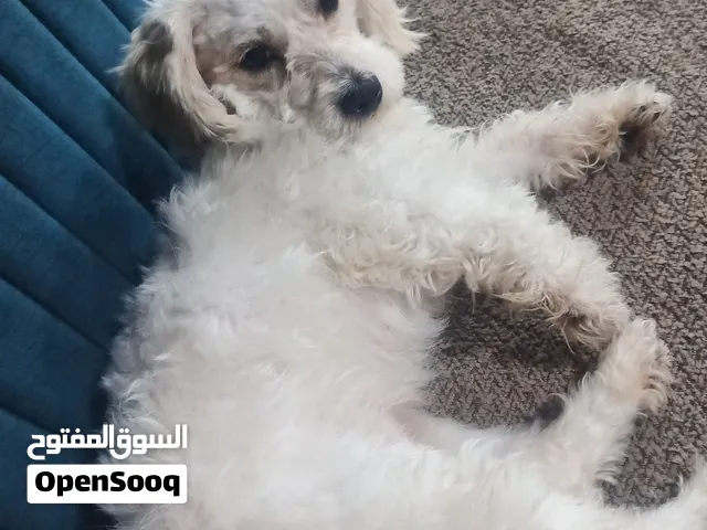 جلب زينه ليف