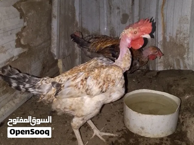 ديچ بو رگيبة خط ول بعدة مخلف حلو سعرة 20لف
