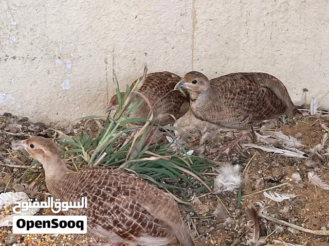 عينك ع الوصف مهم مهم جدا