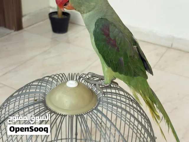 بغبغاء نيبالي