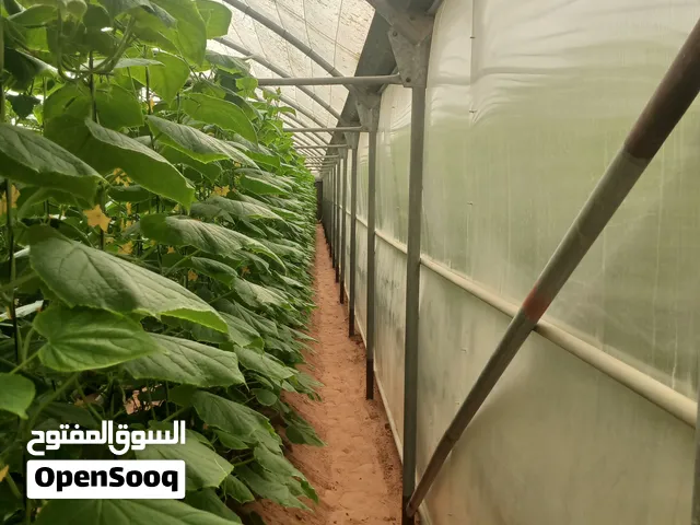بيوت زراعيه /greenhouse