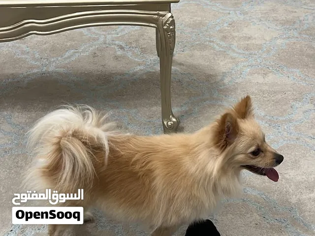 كلب البيع انثى العمر سنتين