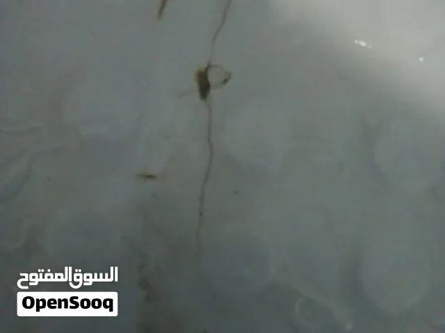 مخازن للايجار بدون مياه كهرباء فقط للخزين فقط يصلح لتخزين جميع الاغراض