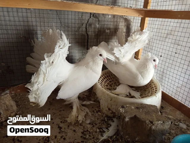 زوج طيور شمسي للبيع فول نصبه وهزاز وكلاش قوي ذيلهن مفتل شرط النظافه والصحه والتبزير سعرهن 25 ألف دين