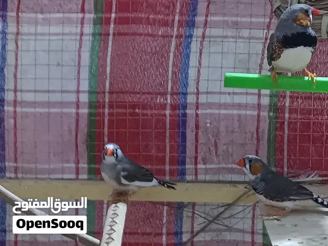 فناجس مزاويج واحد تك