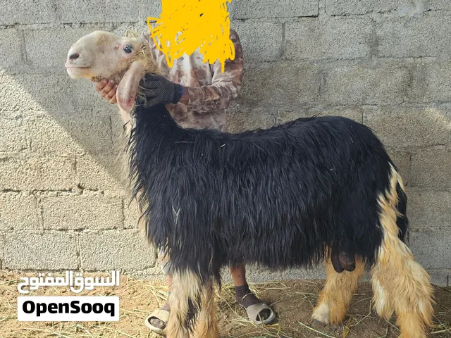 كبش نجدي أصل