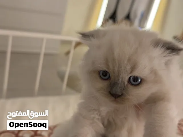 قطط هيمالايا سبب انشغال عنهم