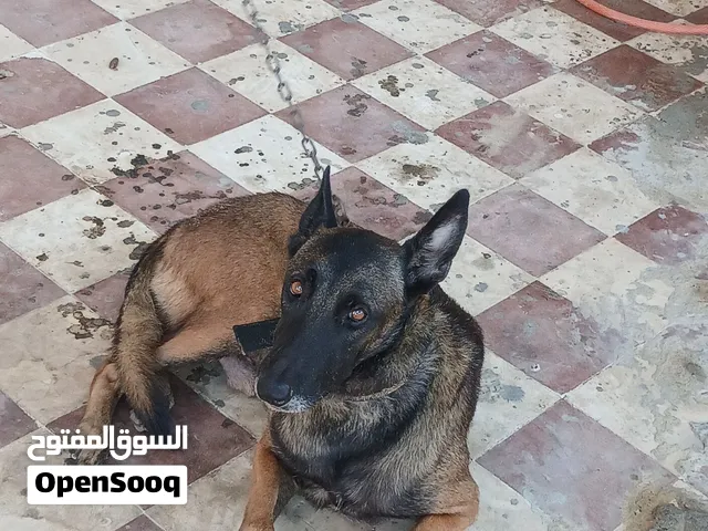 كلب منيلوا