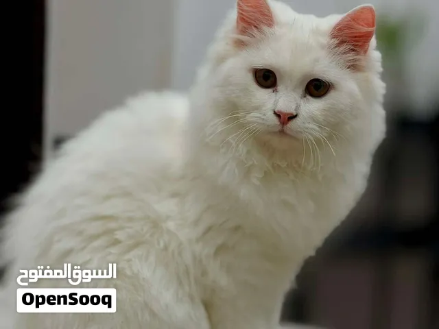 White Turkish Angora ale -1 year