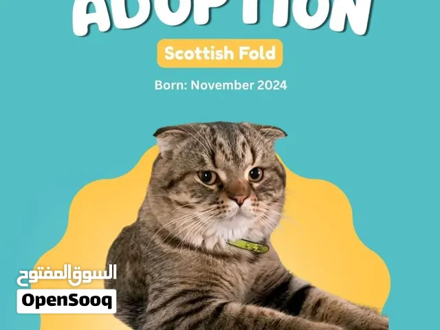 Free, with no charge. I’m looking for someone who will take good care of him and look after him. He