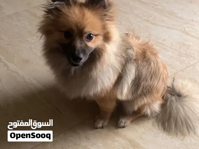 للبيع كلب ذكر