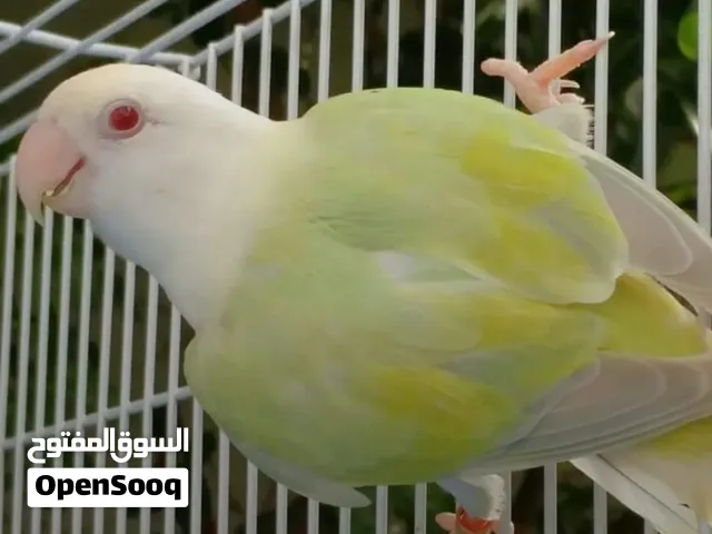 مطلوب  ذكر روز اوبلاين اي لون منتج على الشرط