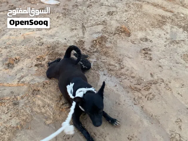 شيواوا للبيع بسعر مناسب
