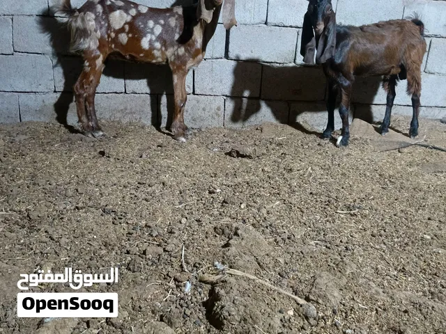 صخلة نمرية يفرة مضرع مالت بيت شراي خابر