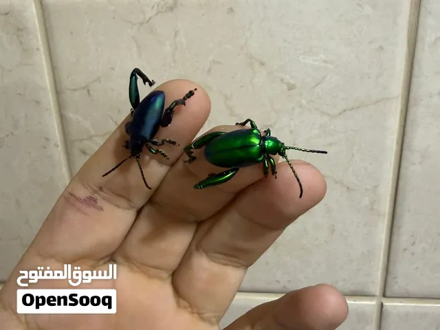 خنافس الكروم