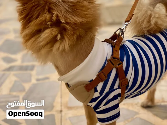 كلب زينه يورك شير