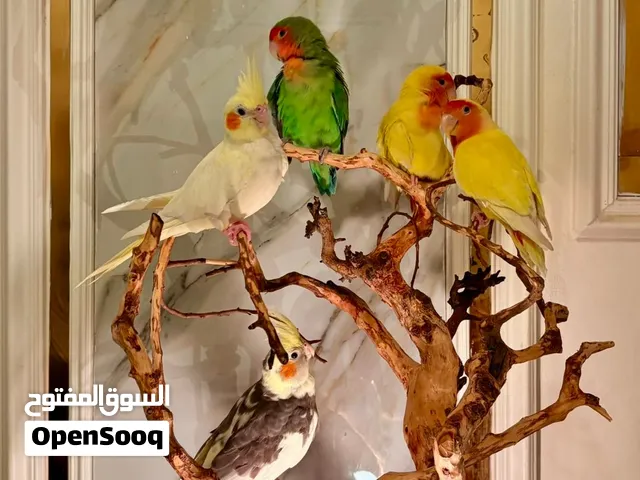 طيور أليفه روزات أليفه