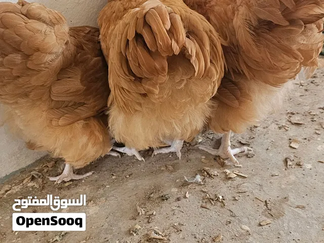كلاي مريندا