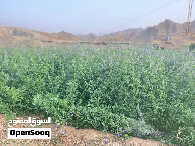 بذر قت عمان للبيع
