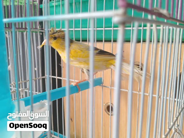 ذكر كناري مطربش،نشيط و بصحة جيدة، مناسب للتربية ولي تزاوج ثمن 300 درهم قابل للتفاوض