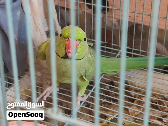 للبيع متاتوة الحبة ب 35