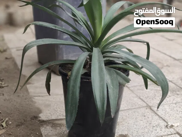 زرع خارجي ممتاز