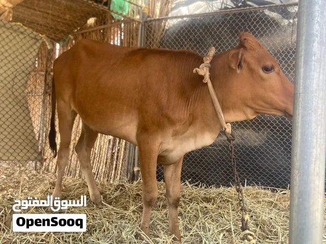 سلام عليكم ورحمة الله وبركاته