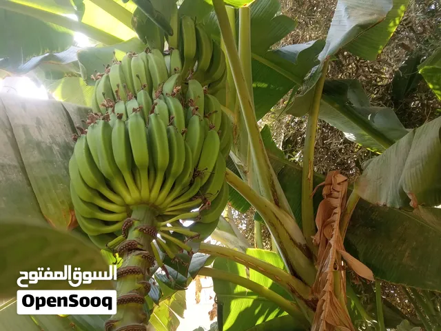 اشجار موز ممتازه