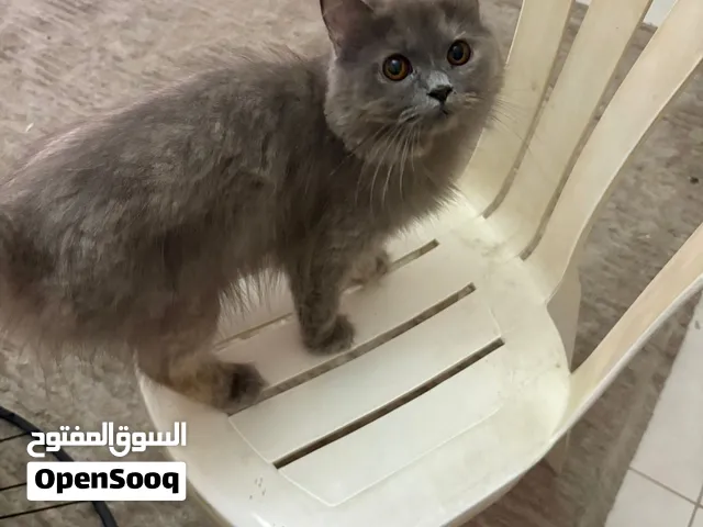 قطة للتبني