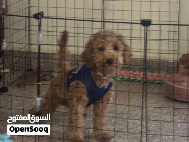 Toy Poodle