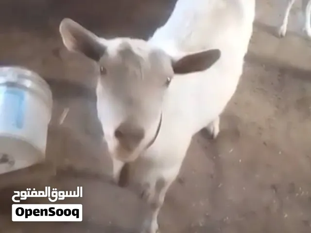 ماعز سانين اصلي