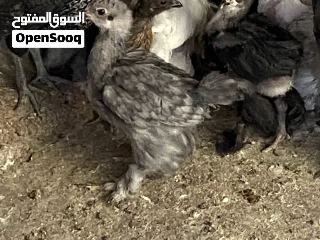صيصان برهومي عمر شهر سبلاش وبلو سبلاش وصيصان بلدي