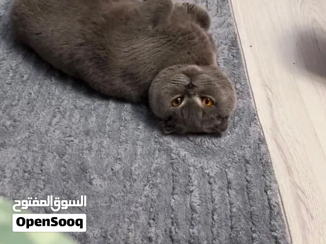 ذكر سكوتش فولد