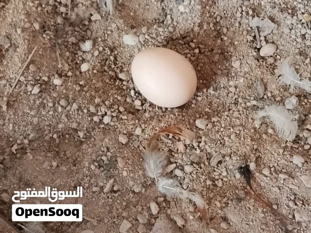 السلام عليكم مطلوب بيض دجاج زينه شنهي عدك راسلني